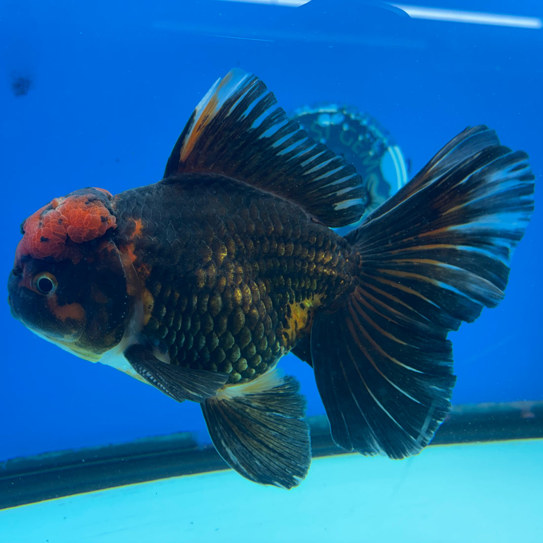 Thai Oranda JUMBO Apache 4.5” Body Male(CK-1551)BLUETUB-A