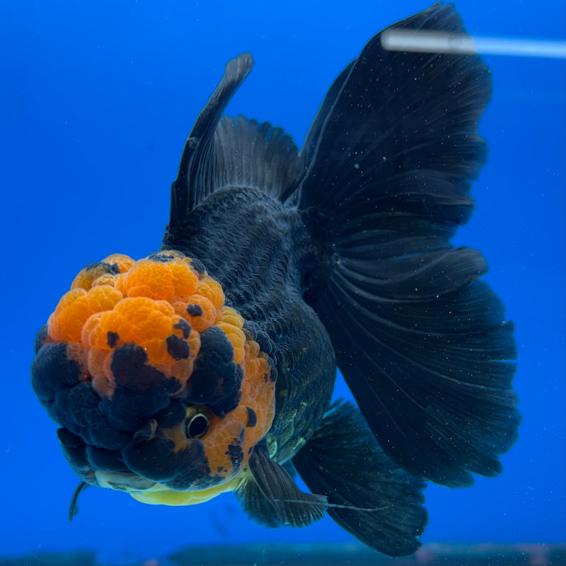 Thai Oranda Apache 3.5" Female(CK-1545)R2B02