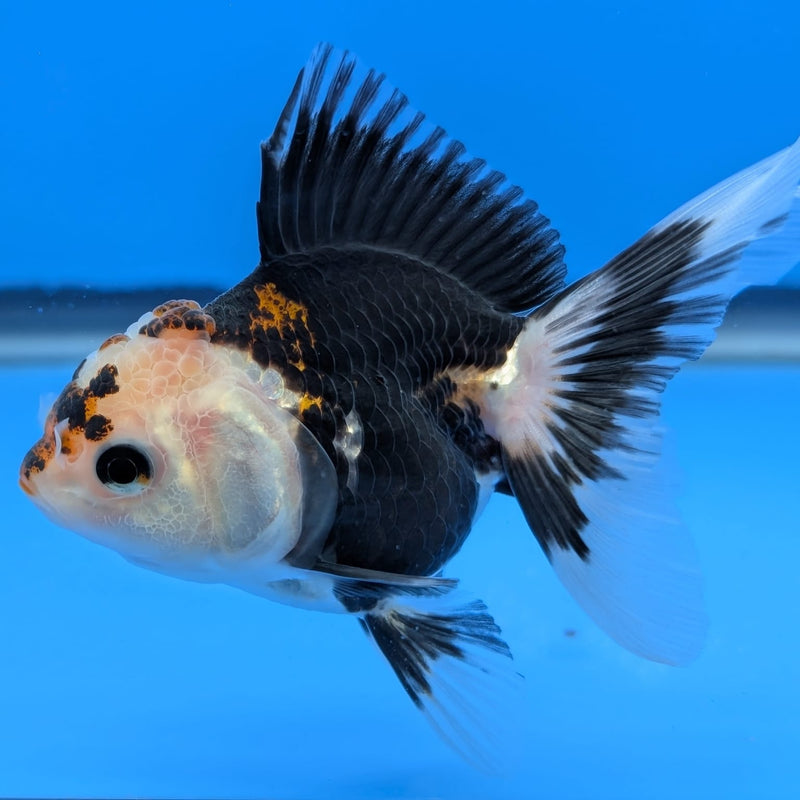 (DR-001) Thai Fancy Tricolor Oranda 2.5" Female R3B06