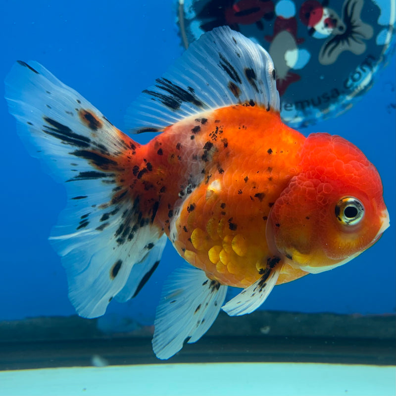 Thai Oranda Tri-Color Calico Tiger 3.5” Body Female(CK-1484)R2B17