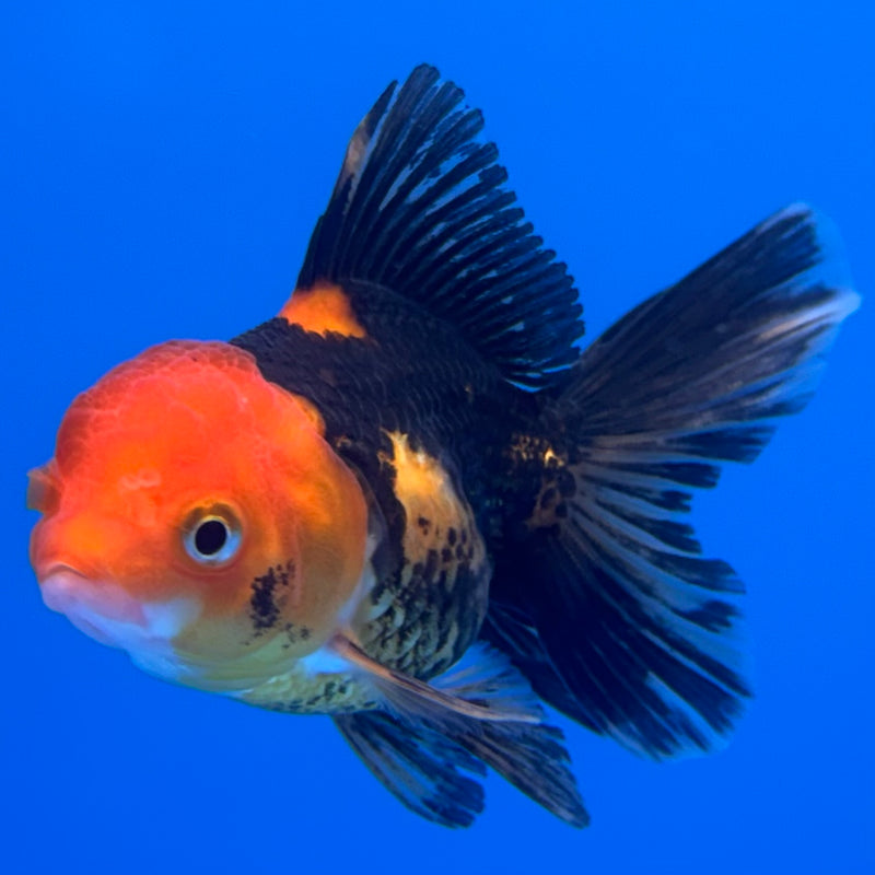 Thai Oranda Apache 2” Body Female(CK-739)R3B21