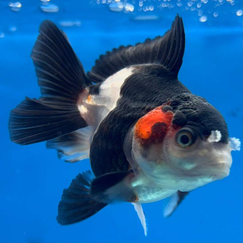 Thai Oranda NOK Tri-Color 2.5” Body Female(NOK-CK-1191)R3B14