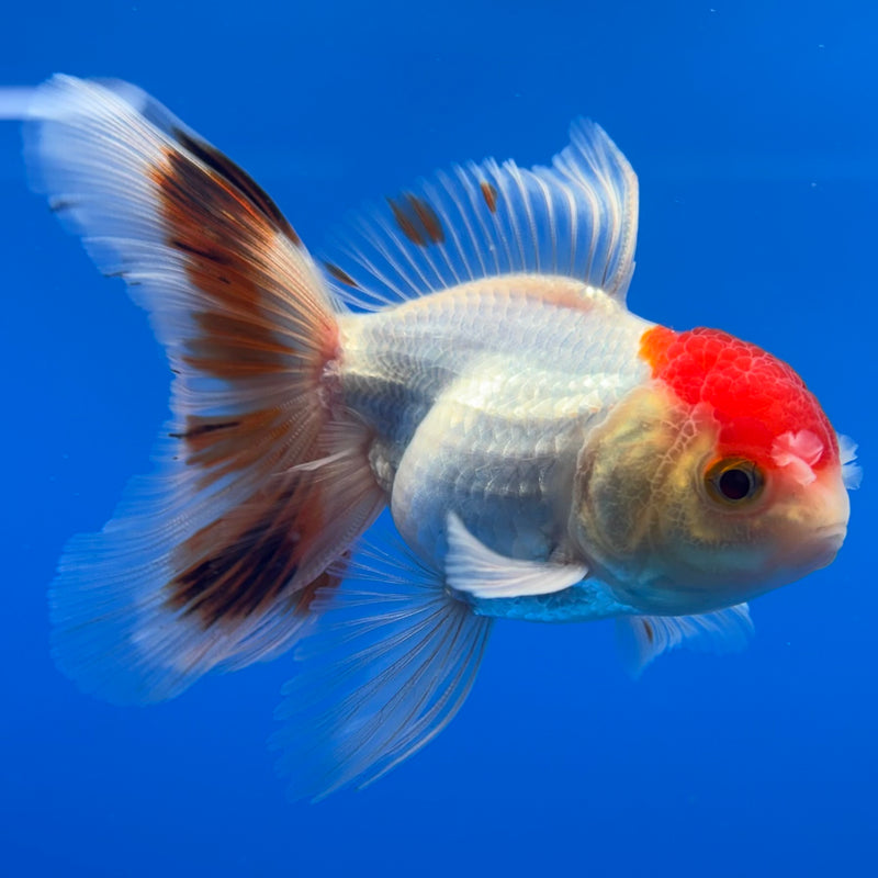 Thai Oranda White Body Red Cap 2.5” Body Male(CK-1307)R3B15