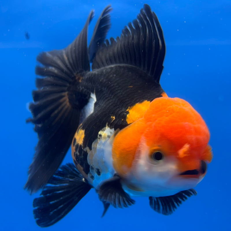 Thai Oranda Apache 3.5” Body Female(CK-1227)R1B08