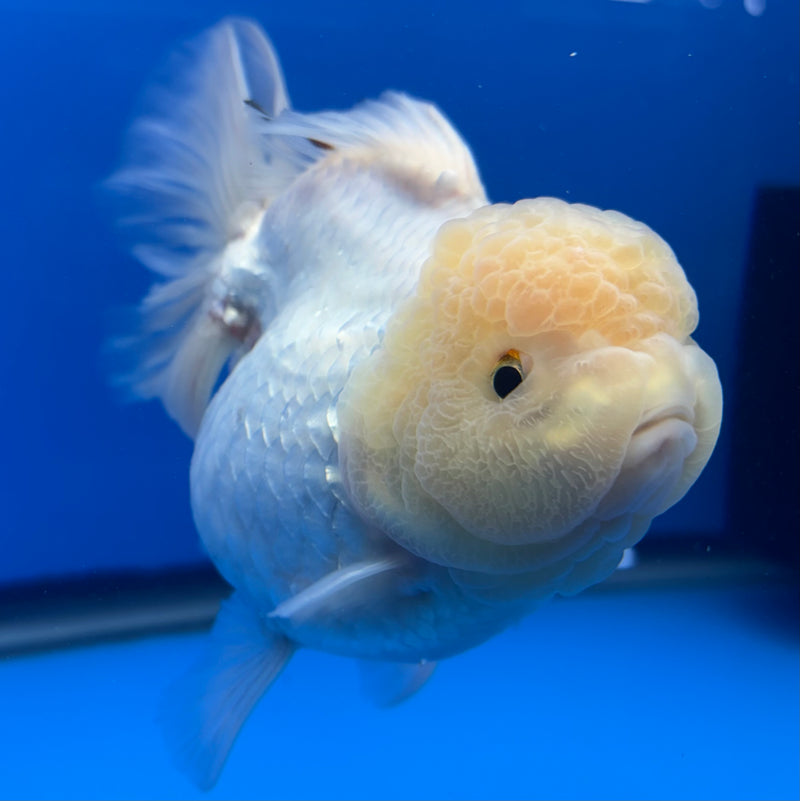 Thai Oranda Lemon Head White 4” Body Female(CK-812)R1B01