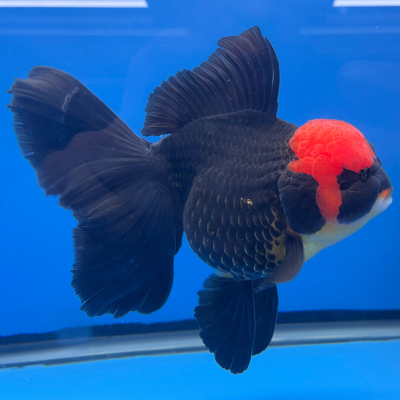 Thai Oranda JUMBO Black Body Red Cap 4” Body Male(QGF-CK-1347)BLUETUB1