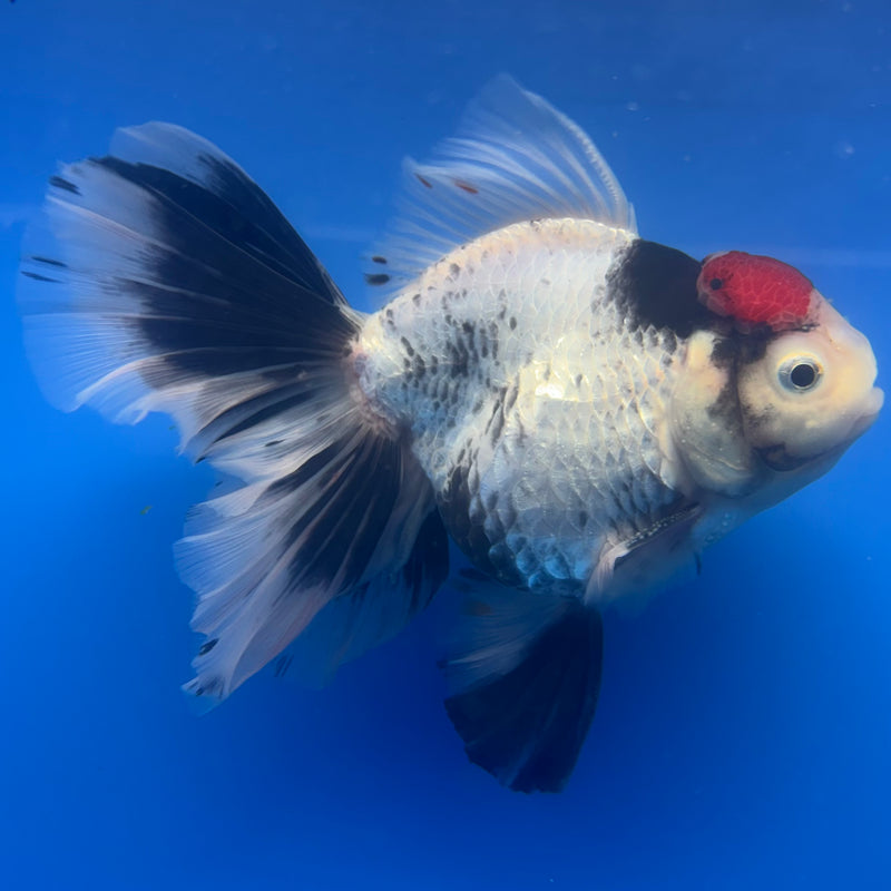 Thai Oranda Tri-Color 4” Body Female(CK-819)R1A07