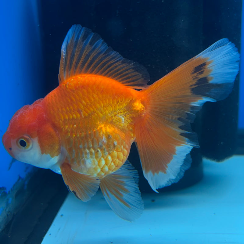 Thai Oranda Tri-Color 2.5” Body Female(CK-862)R3B16