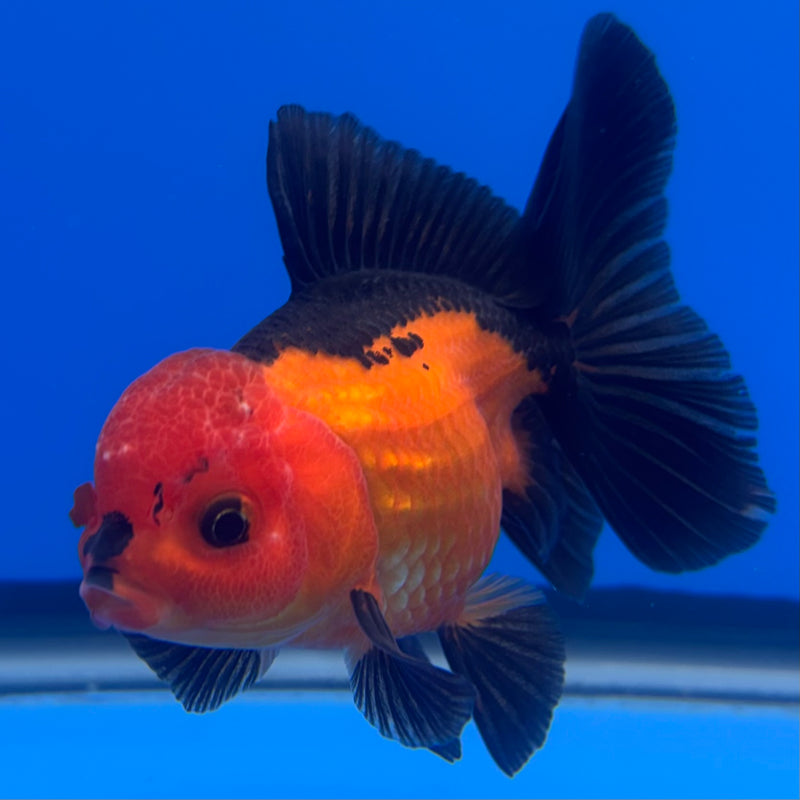 Thai Oranda Apache 3” Body Male(CK-726)R1A02