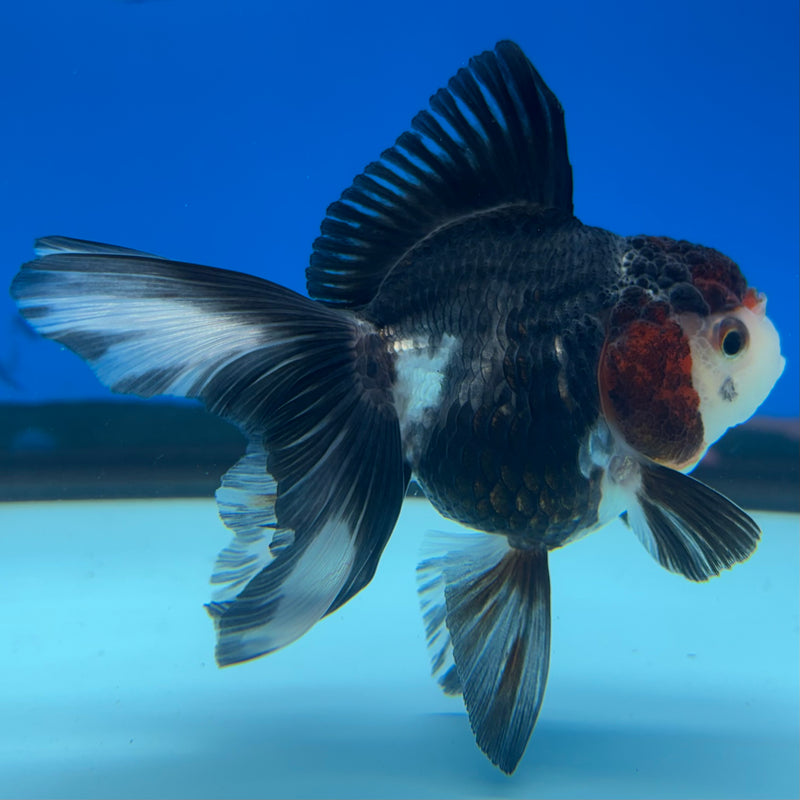 Thai Oranda NOK Tri-Color 2.5” Body Female(NOK-CK-1180)R3B16