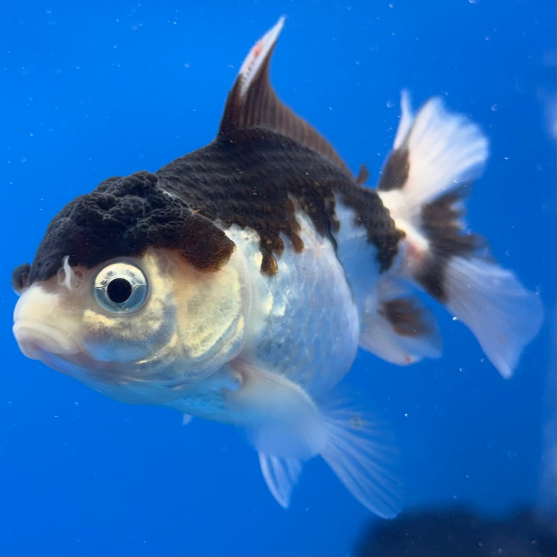Thai Oranda Panda 2” Body Male(CK-823)R3B21