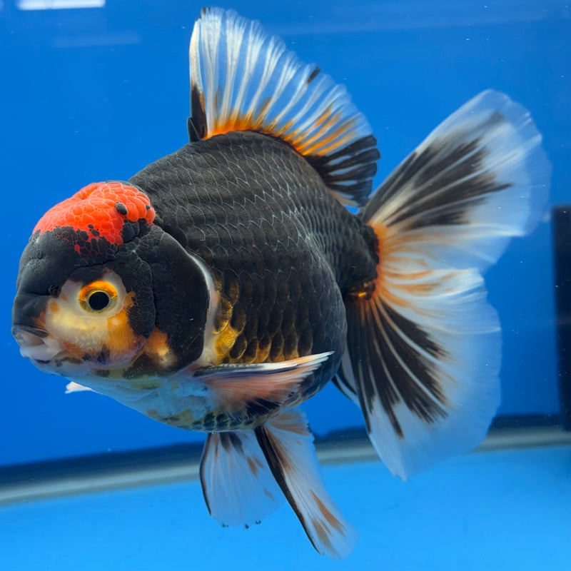 Thai Oranda Apache/Red Head 4.5” Body Male(CK-815)R1B02
