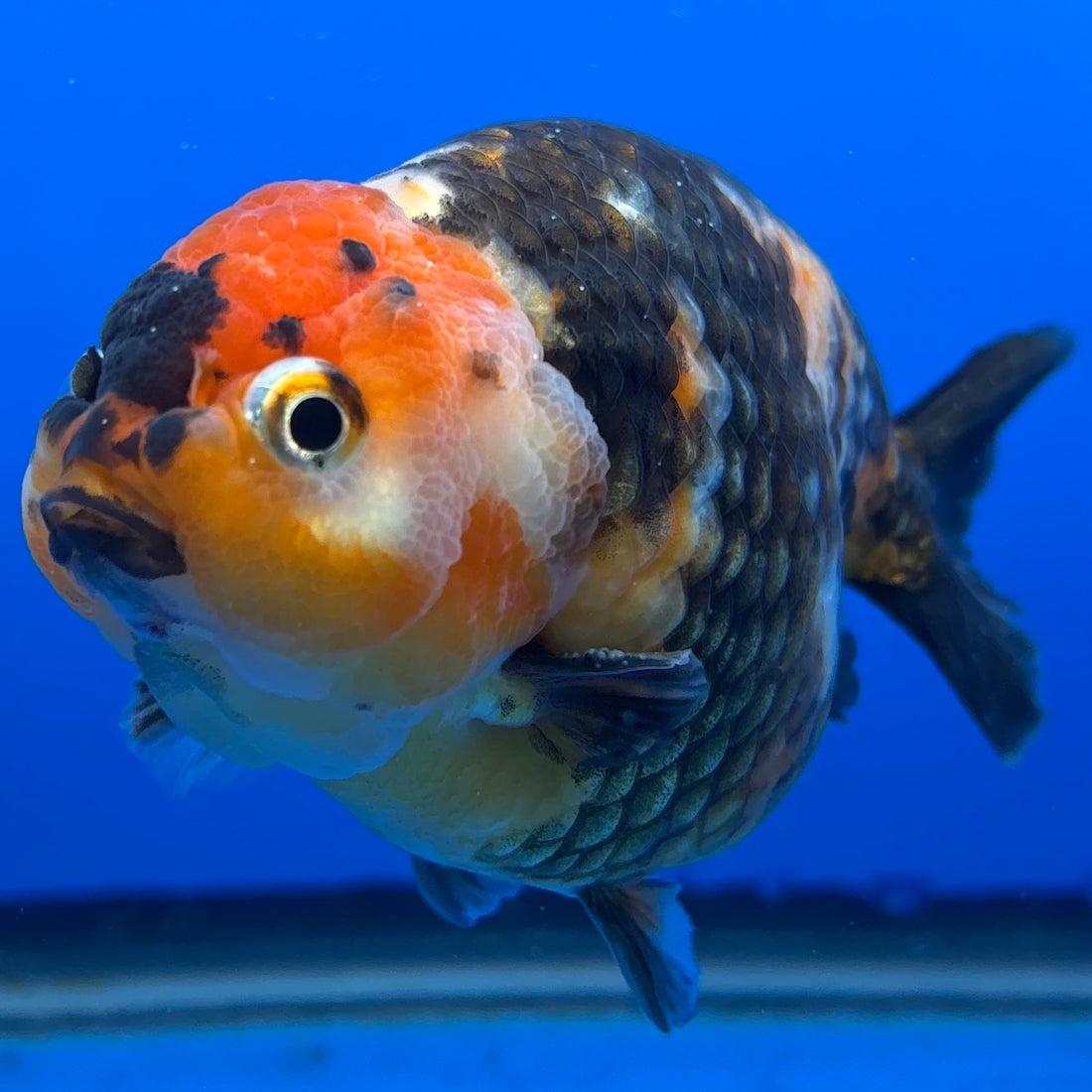 Chinese Ranchu Calico 4” Body Male(CK-1466)BLUETUBC
