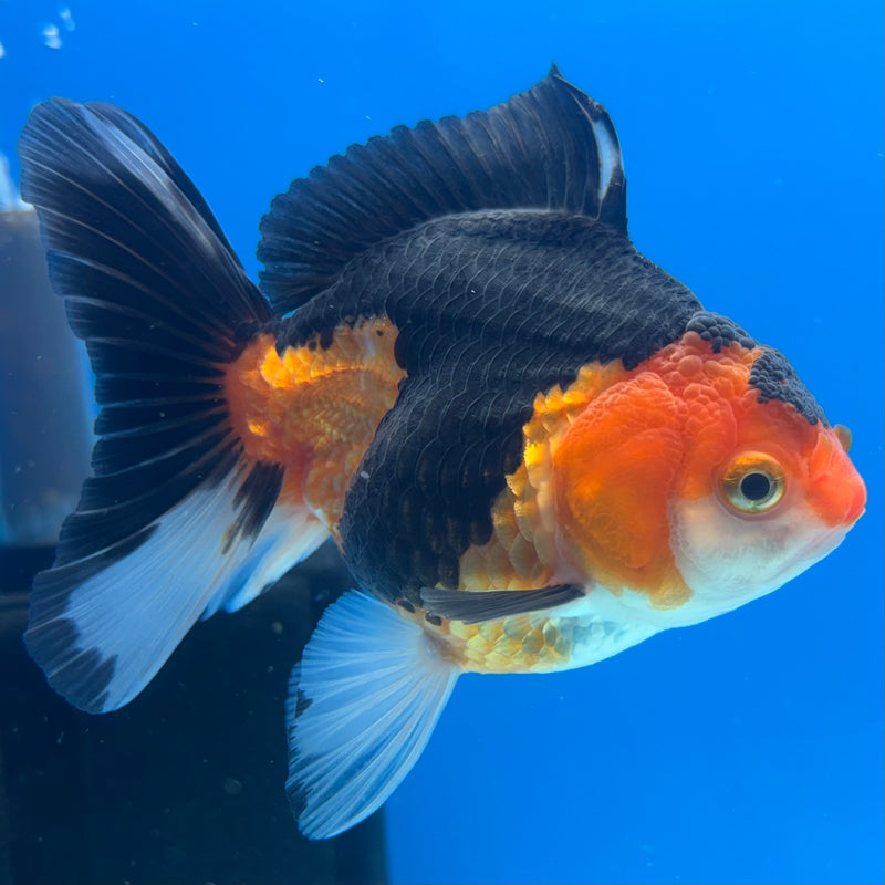 Thai Oranda NOK Apache 3.5” Body Female(NOK-CK-1190)R3B14