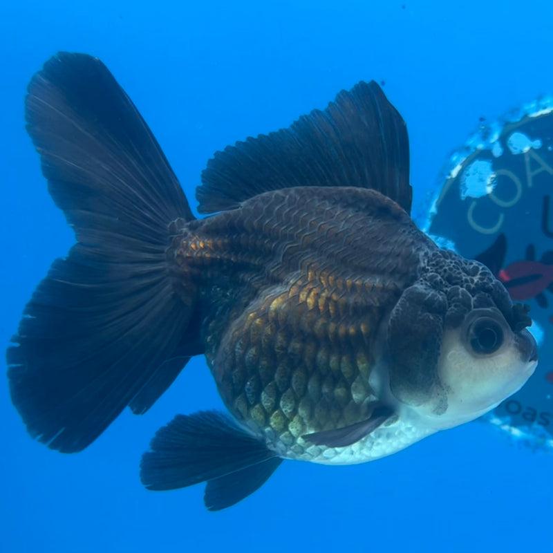 Thai Oranda Panda 2.5” Body Male(CK-1431)R3B16
