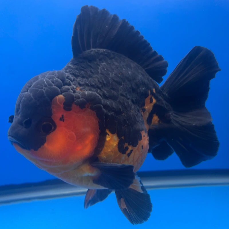 Thai Oranda JUMBO Apache 5” Body Male(NKT-CK-639)BLUETUB2