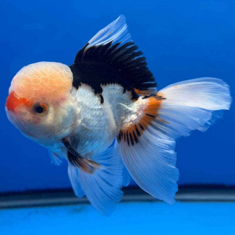 Thai Oranda JUMBO Tri-Color 4” Body Male(CK-1371)R1B12