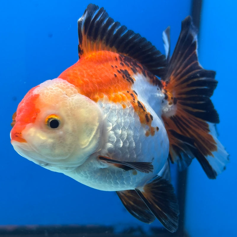 Thai Oranda Apache 3” Body Female(QGF-CK-1071)SHOWTANK