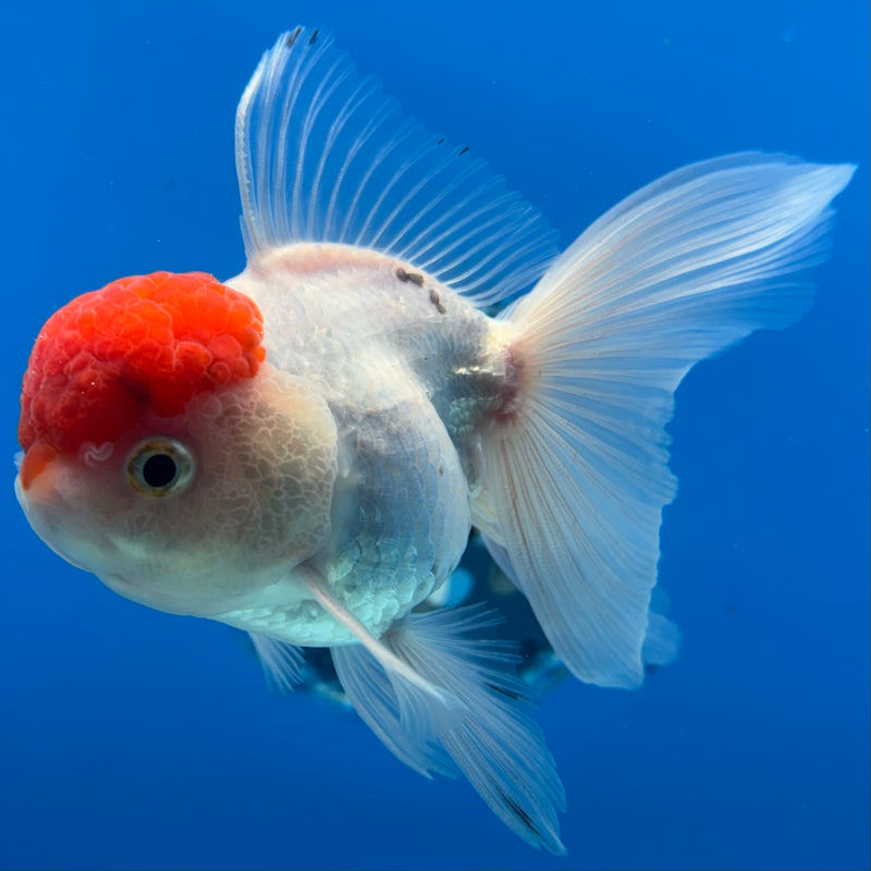 Thai Oranda White Body Red Cap 3” Body Male(CK-989)R3B07