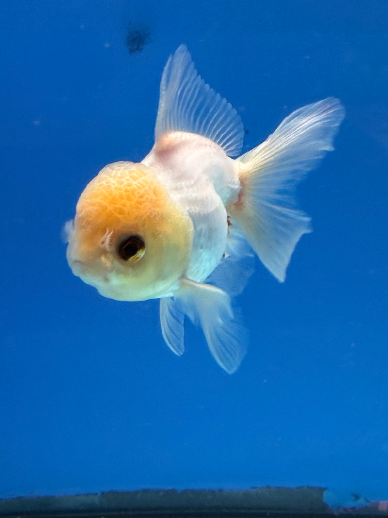Thai Oranda Lemonhead 2.5” Female (FEB-315)R3B08
