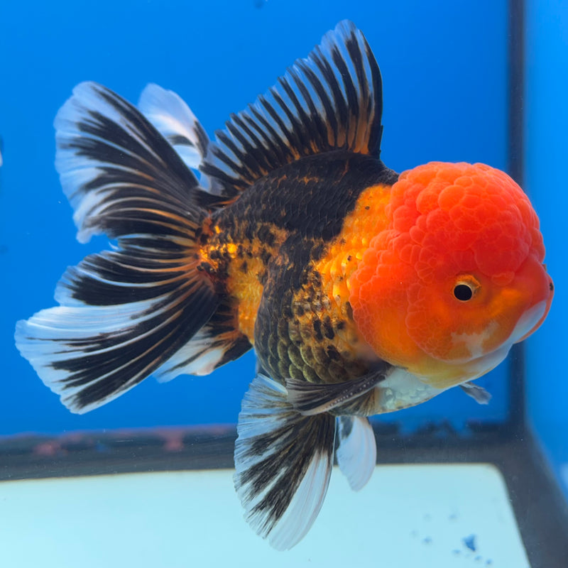 Thai Oranda Apache 3.5” Body Male(QGF-CK-1072)SHOWTANK