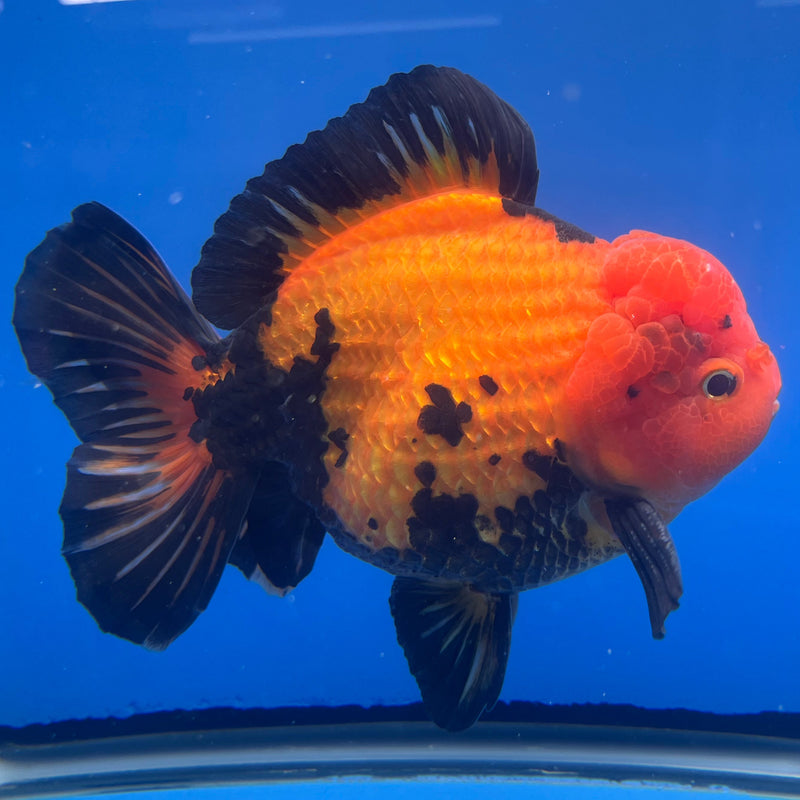 Thai Oranda JUMBO Apache 6” Body Male(CRP-CK-647)R1BLUETUB2