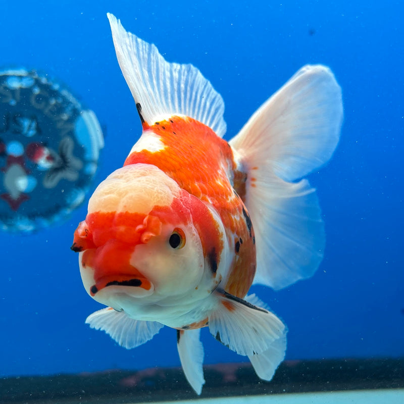 Thai Oranda Orchid Tail Tri-Color/Apache 4” Body Male(CK-1194)SHOWTANK