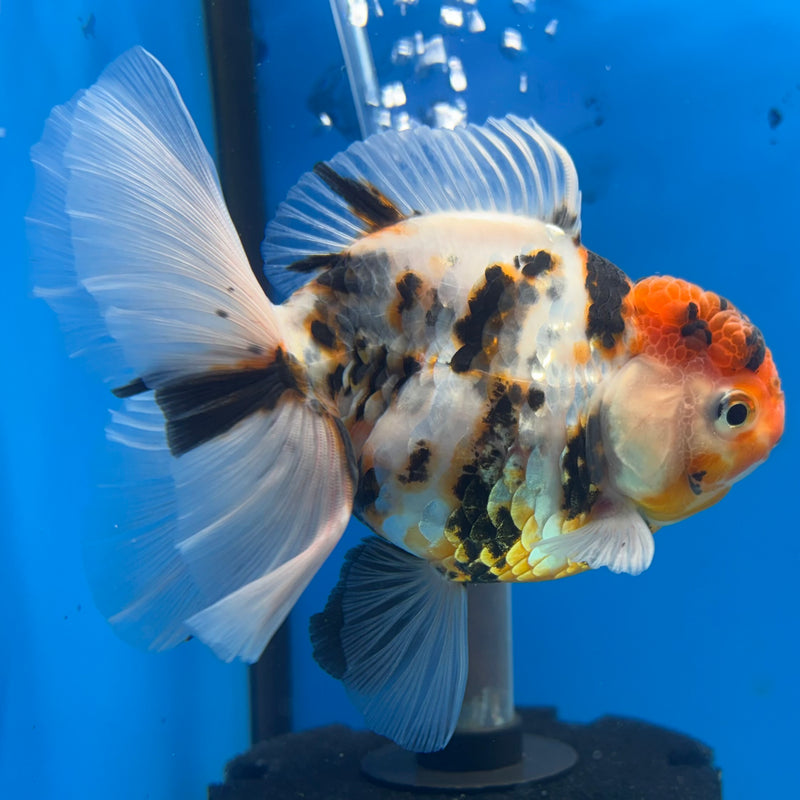 Thai Oranda Tri-Color Tiger Calico 3” Body Female(BIN-CK-1063)SHOWTANK2