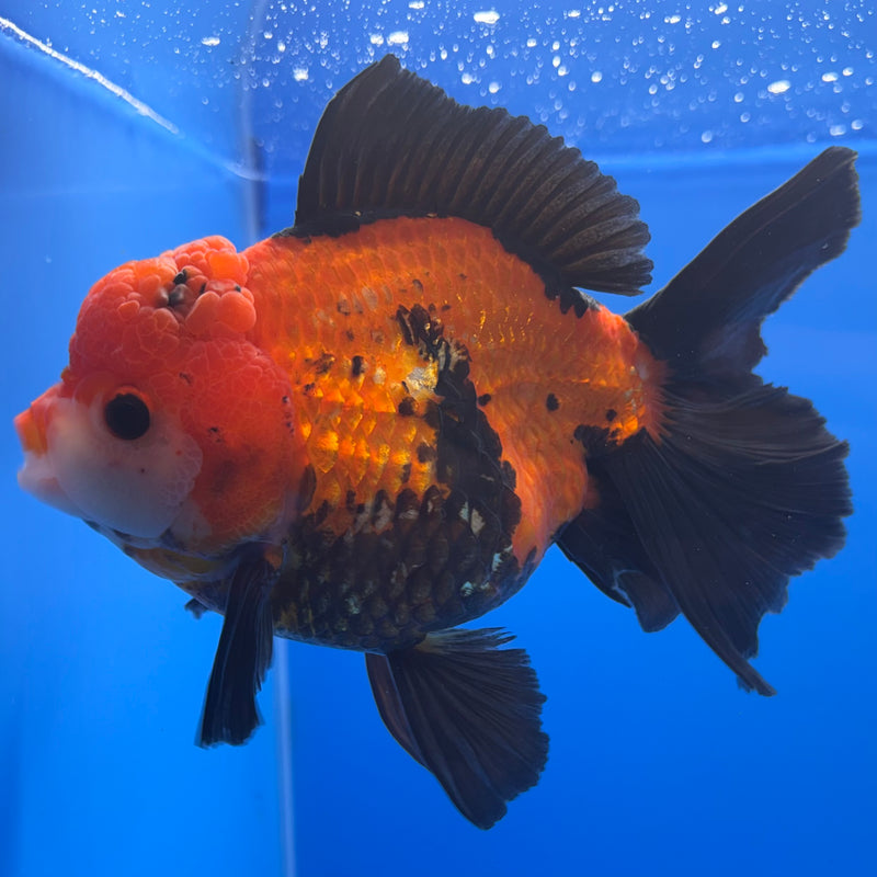 Thai Oranda JUMBO Apache 4.5” Body Female(QGF-CK-1319)BLUETUB1