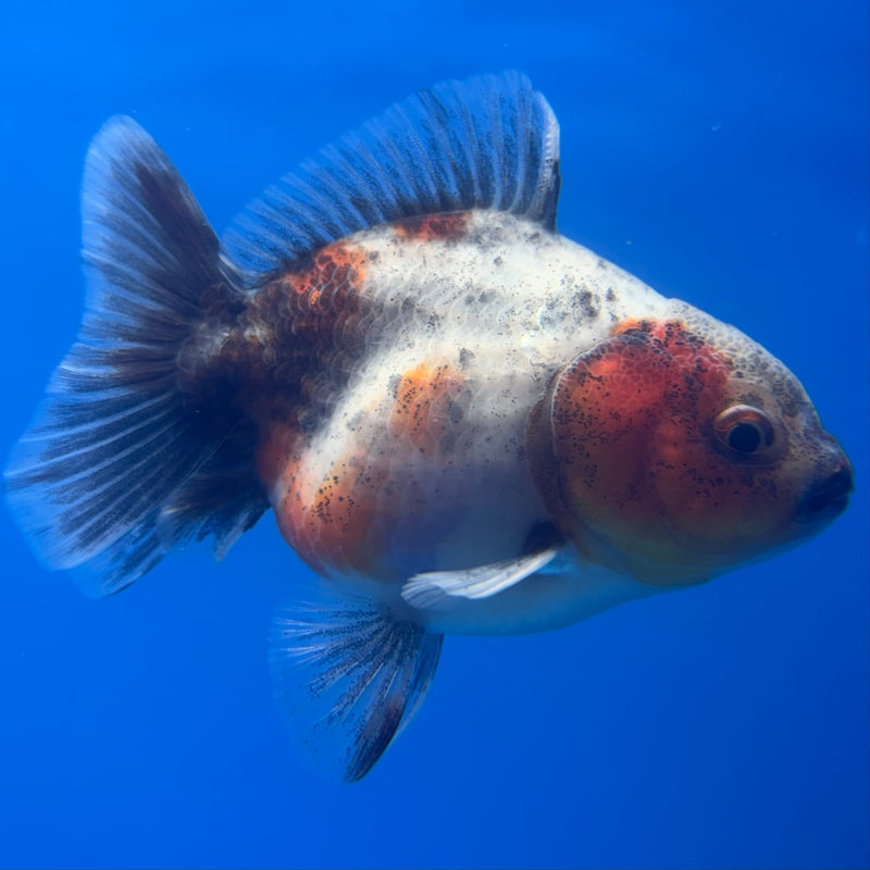 Thai Oranda SHOGUN 2.5” Body Male(CK-798)R1B04
