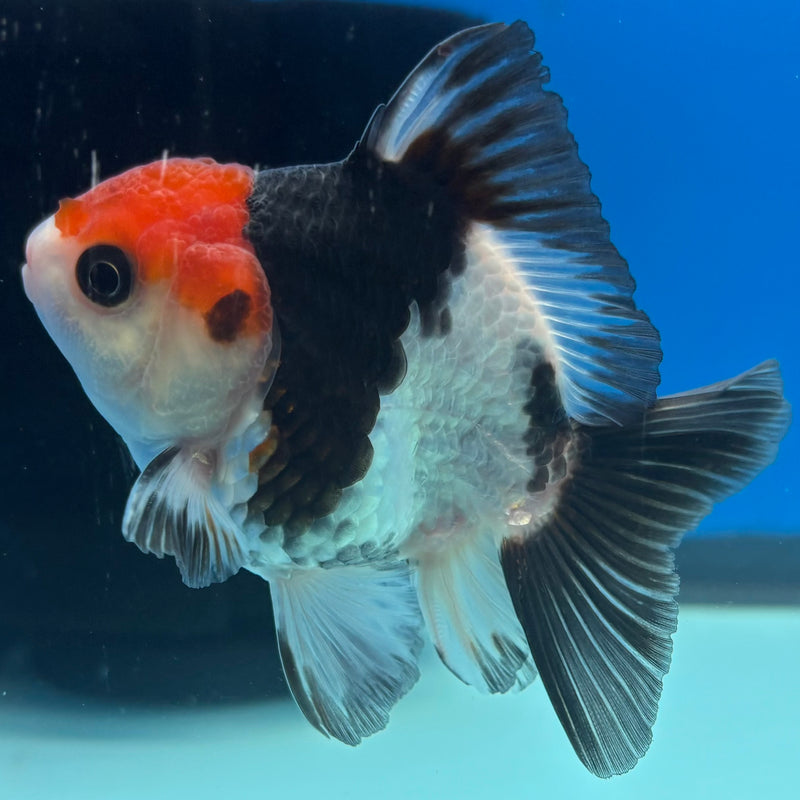 Thai Oranda NOK Tri-Color 2.5” Body Male(NOK-CK-1184)R3B15
