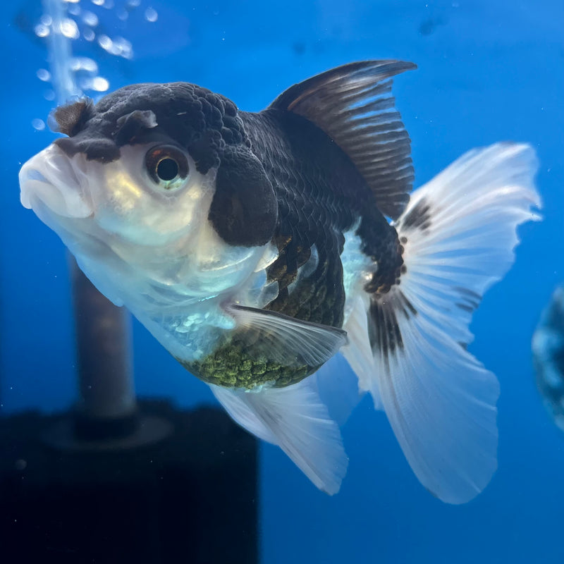 Thai Oranda Panda 3” Body Female(CK-971)R3B10