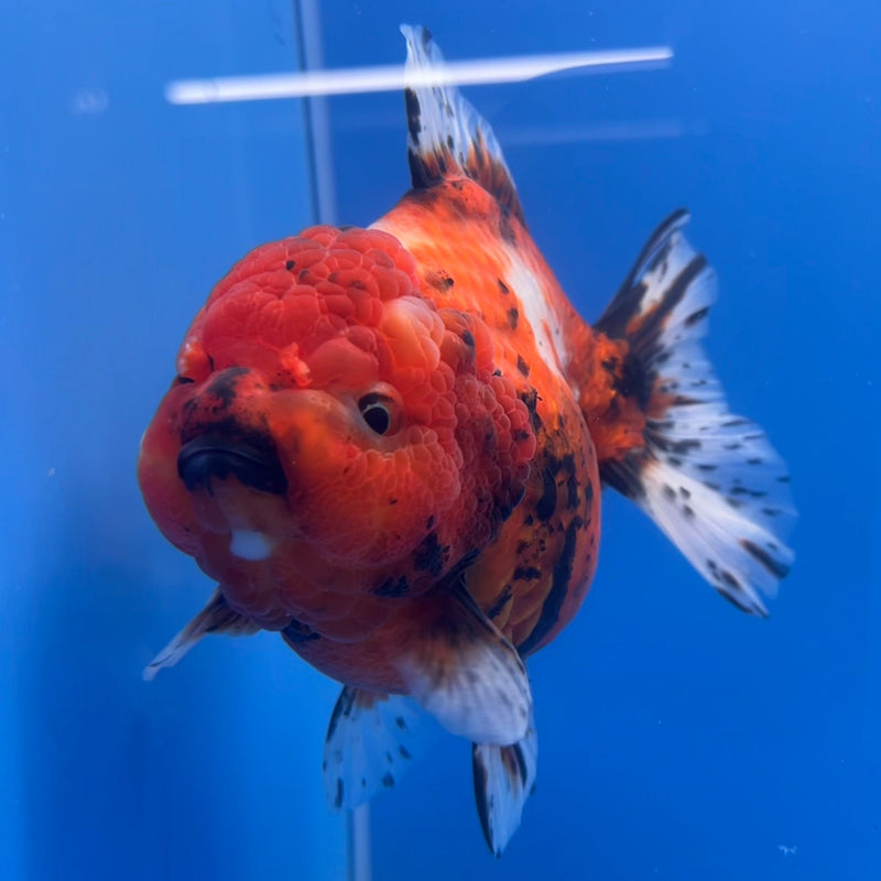 Thai Oranda JUMBO Red Calico Tiger 5” Body Male(CRP-CK-645)BLUETUB2