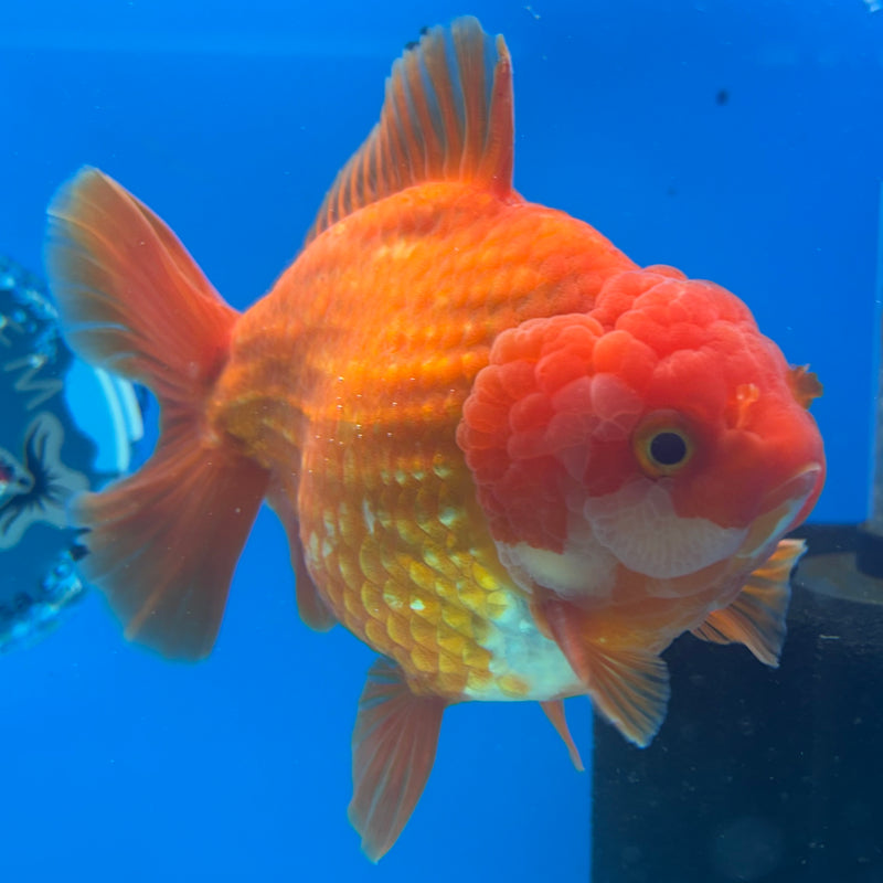 Thai Oranda JUMBO Red/White 4.5” Body Male(CK-1472)R2B14