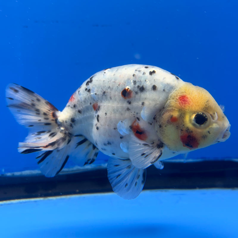 Thai Ranchu Lemon Head Tri-Color Calico 3.5” Body Male(CK-951)R2C03