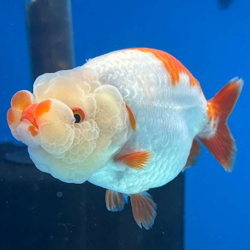 Thai Ranchu Red/White 3” Body Male(CK-992)R3B03