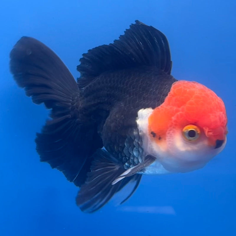 Thai Oranda Tri-Color 3” Body Male(CK-654)R1A12