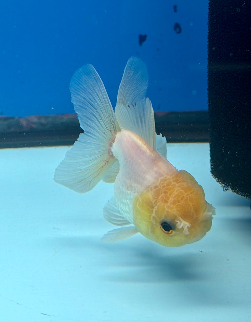 Thai Oranda Lemonhead 2.5” Female (FEB-267)R3A09