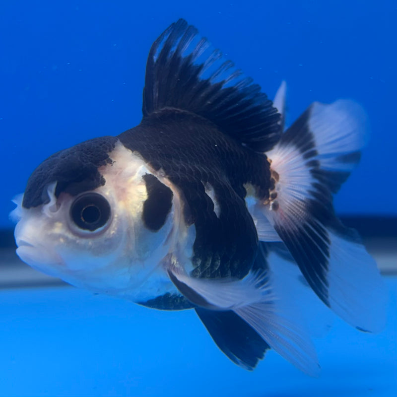 Thai Oranda Panda 2.5” Body Female(CK-1243)R3B10