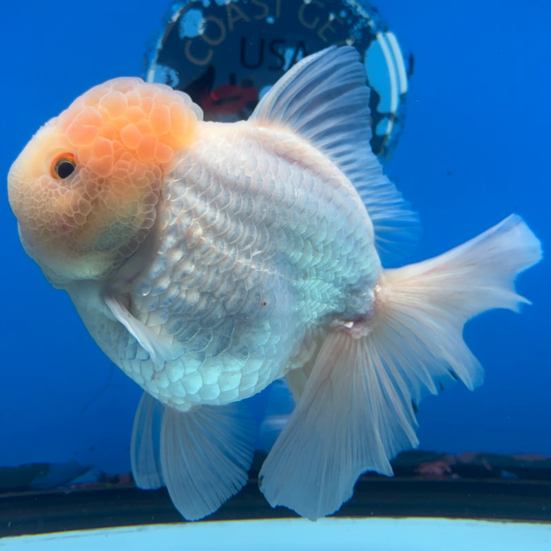 Thai Jumbo Oranda Lemon Head White 4.5” Body Female(CRP-CK-1083)BLUETUB2