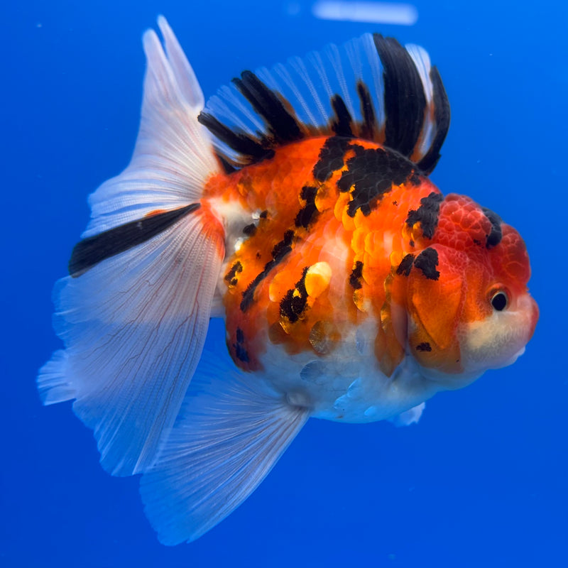 Thai Oranda Tri-Color Calico Tiger 3” Body Male(CK-720)R1A01