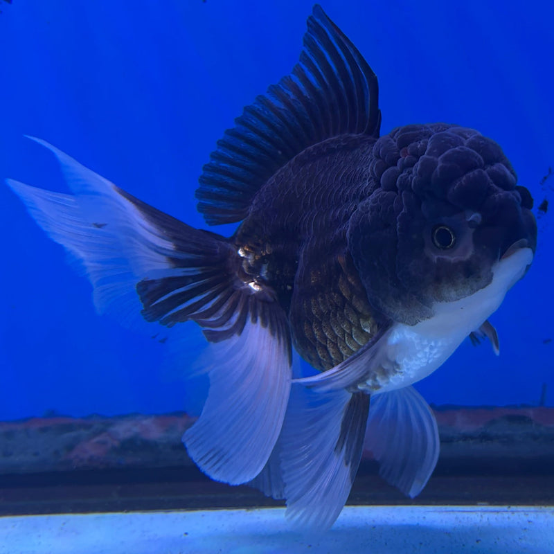 Thai Panda Oranda 2.5“Body Male (JCD-113)R4B05