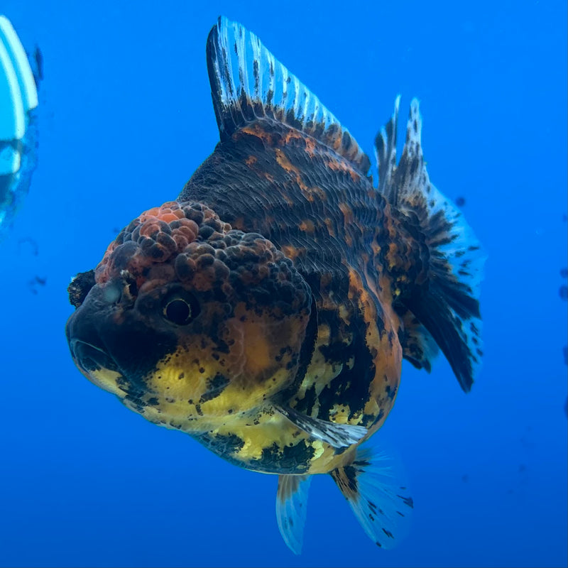 Thai Oranda Calico Yuanbao by SHOGUN 3” Body Female(CK-1201)SHOWTANK