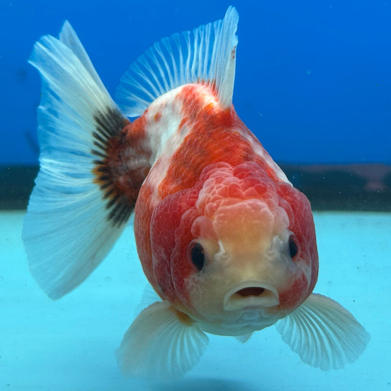 Premium Fancy Sakura Oranda 3.5” Body Male (JCD-202)R2C05
