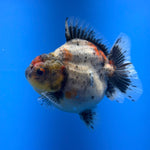 (KP-257) SHOGUN 2.5'' Calico Oranda (TUB15)