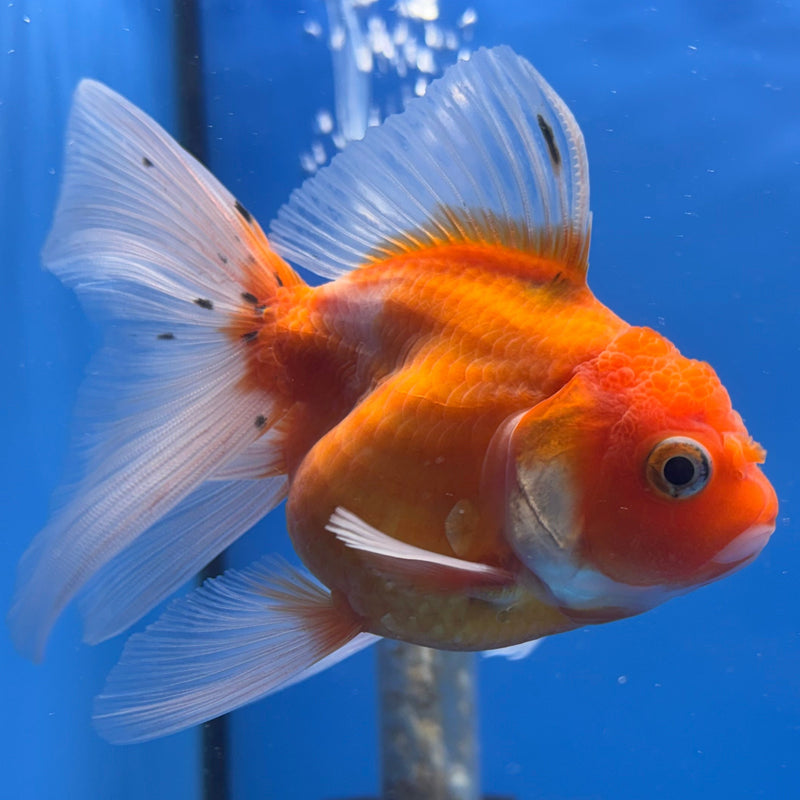 Thai Oranda Full Orange Calico RARE 3” Body Female(CK-632)R1A01