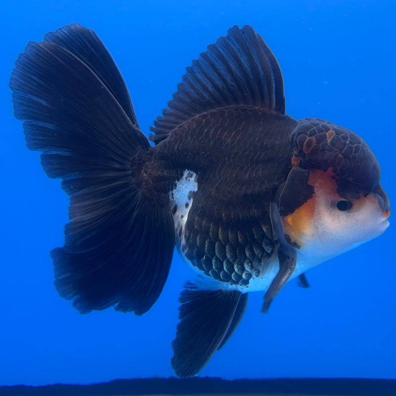 Thai Oranda Apache/Tri-Color 3” Body Male(CK-1233)R1A11