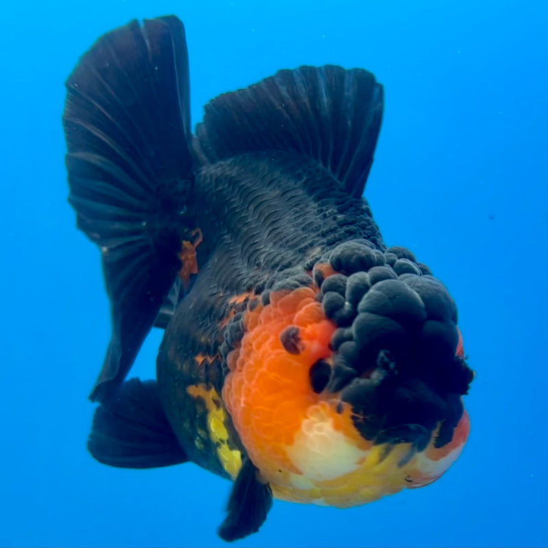 Thai Oranda Apache 3.5” Body Female(QGF-CK-1096)SHOWTANK