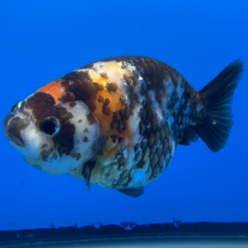 Chinese Ranchu Calico 4” Body Female(CK-1461)R2A07