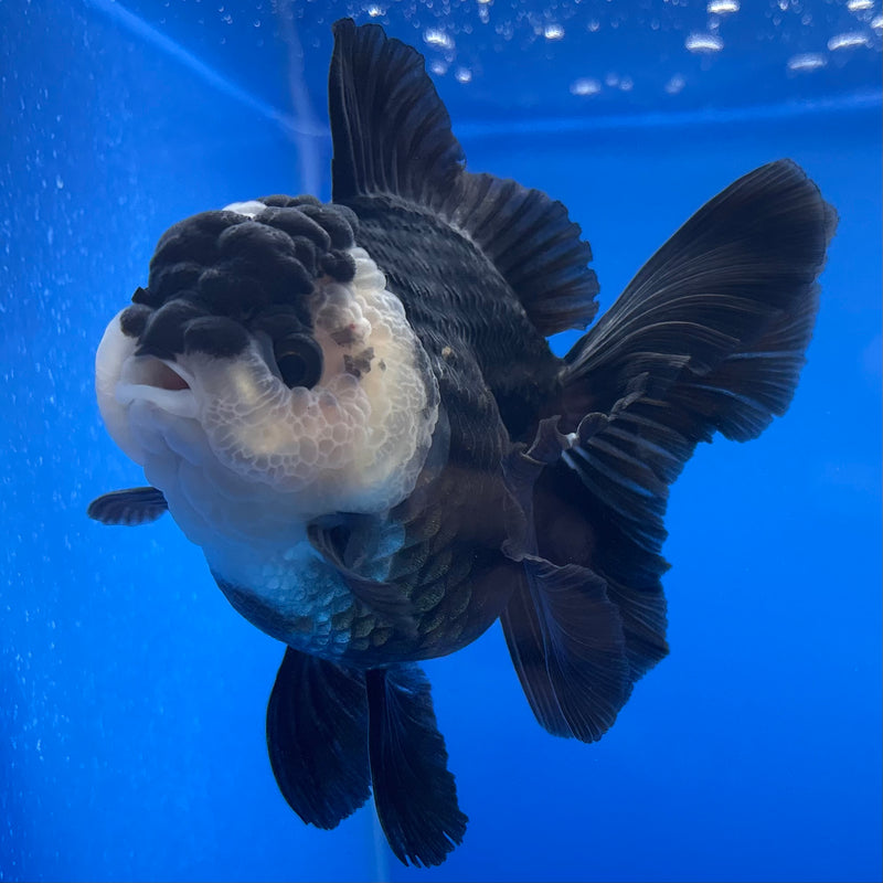 Thai Oranda JUMBO Panda 3.5” Body Female(CK-1373)R1B12